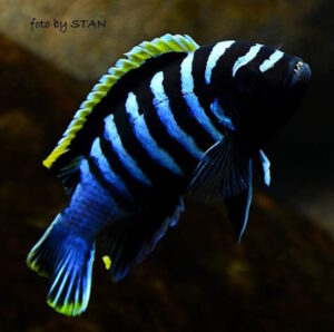 Cynotilapia zebroides 'Likoma Island'